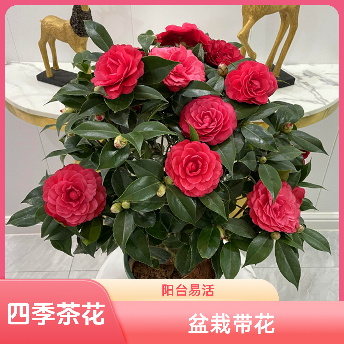 【50-60cm大红四季茶花】阳台树苗花卉带花苞盆栽耐寒易活开花