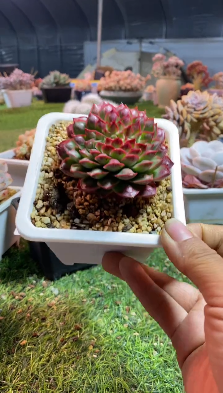 【闪购商品】0651a