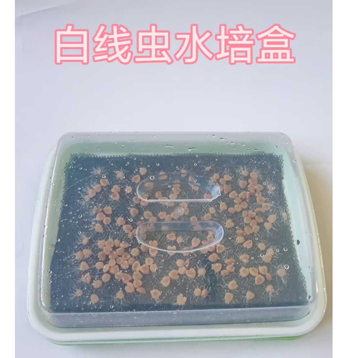 白线虫水培套餐/30克纯虫虫种（不含水），水培盒一套