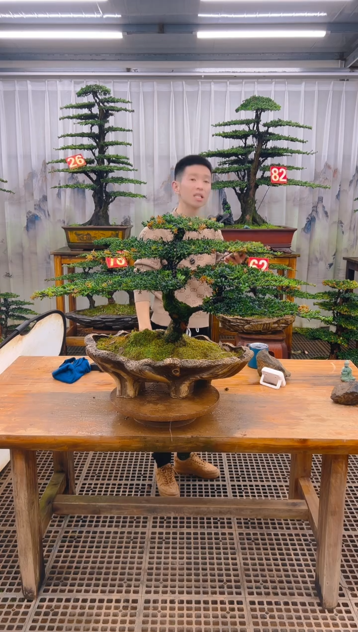 无花朵且**雨精品盆景直播间一物一拍