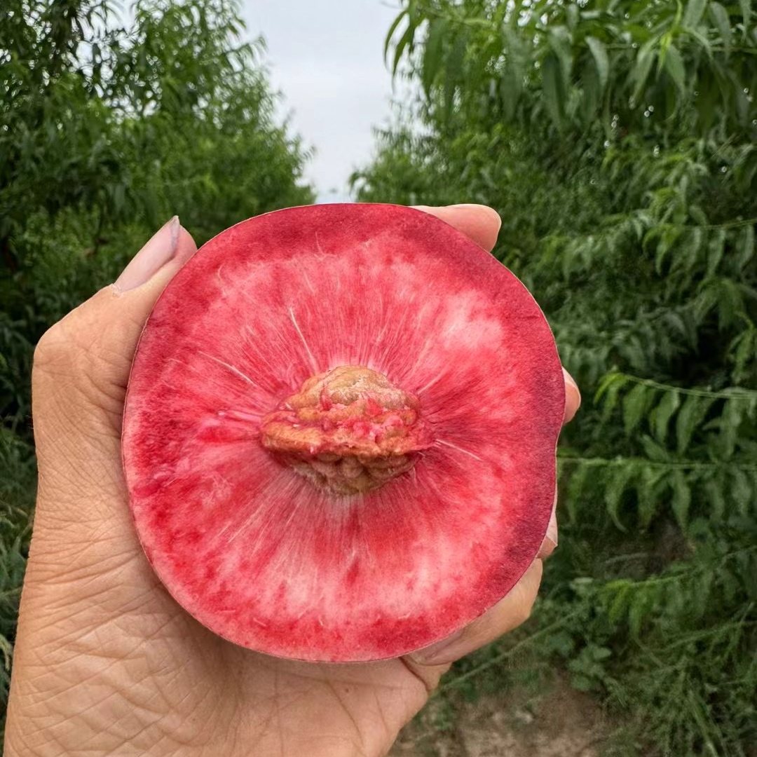 郑州果树研究所桃苗经典品种血桃
