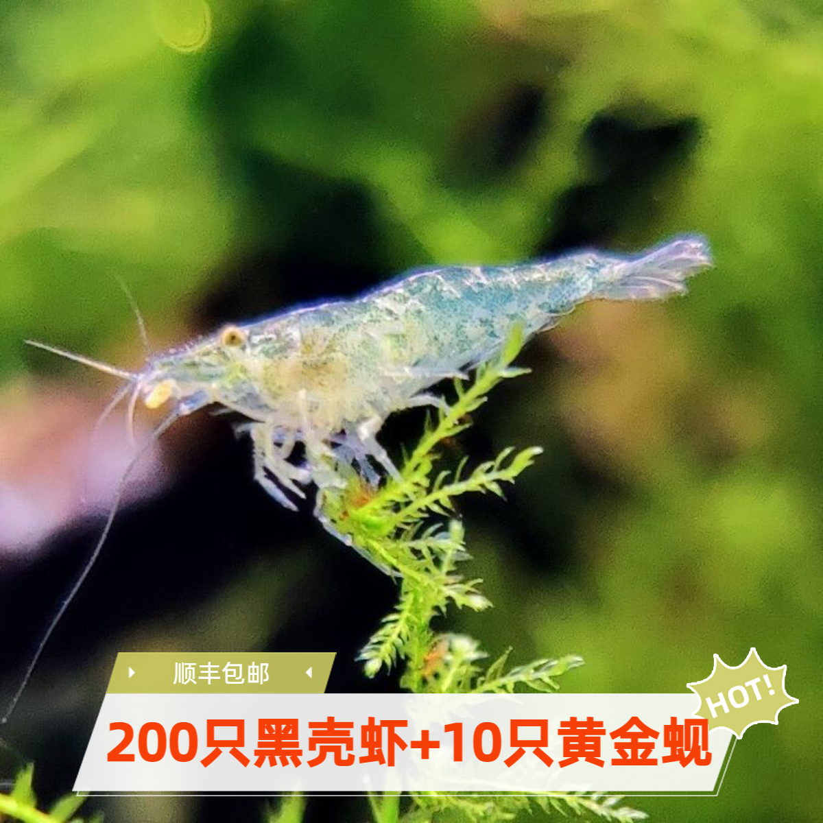 黑壳活动 除藻清洁