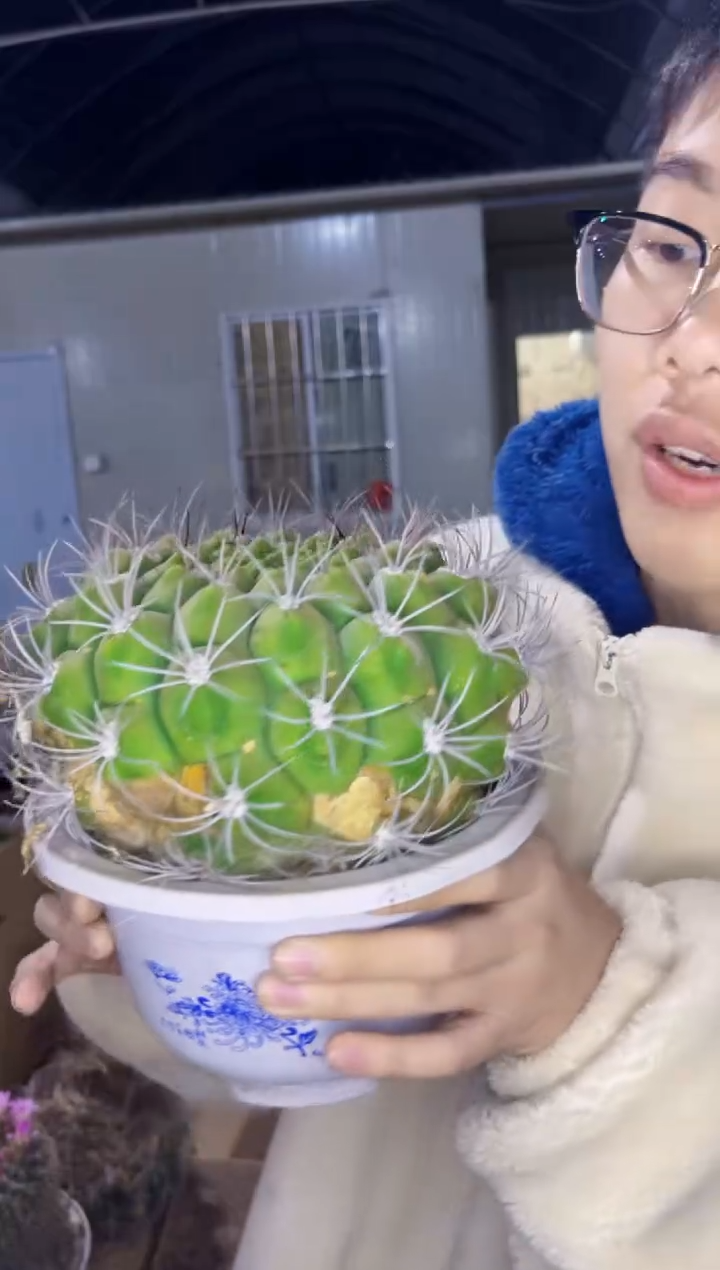 【闪购商品】超大 新天地 17-20cm