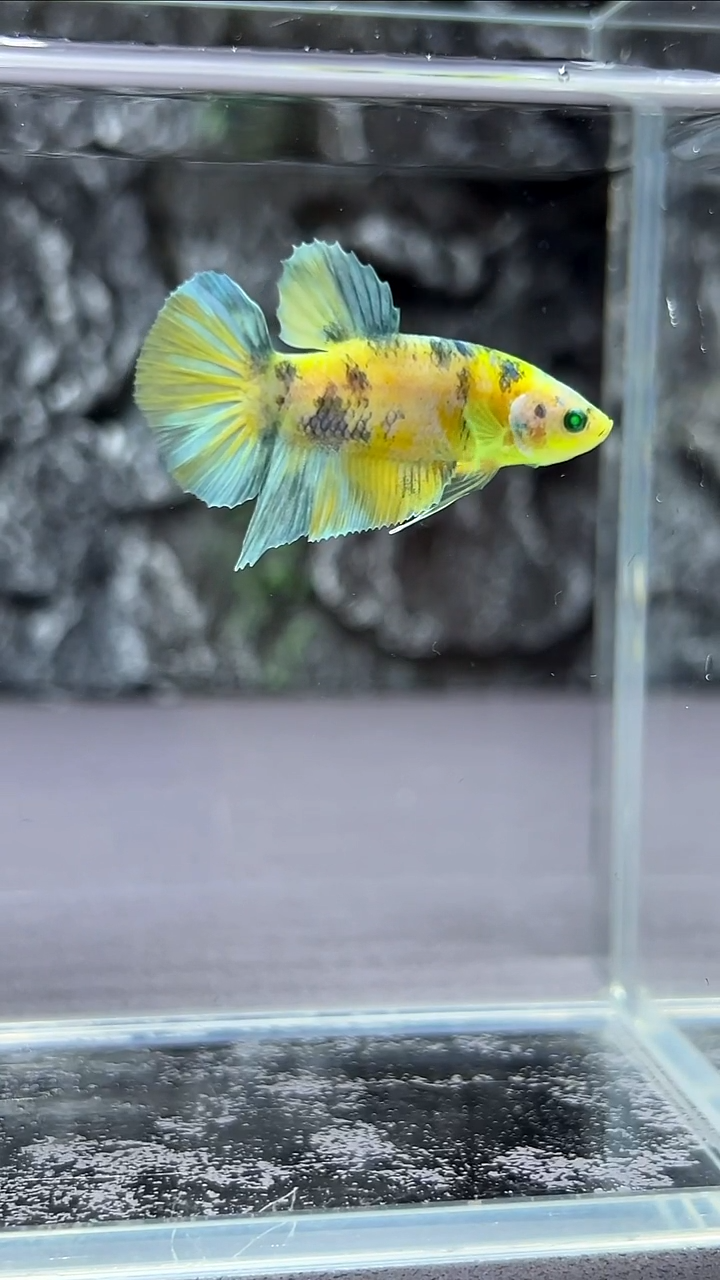 斗鱼竞拍链接A063