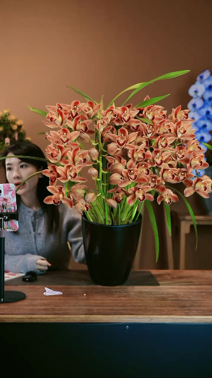 【闪购商品】盆景麒麟 礼盒