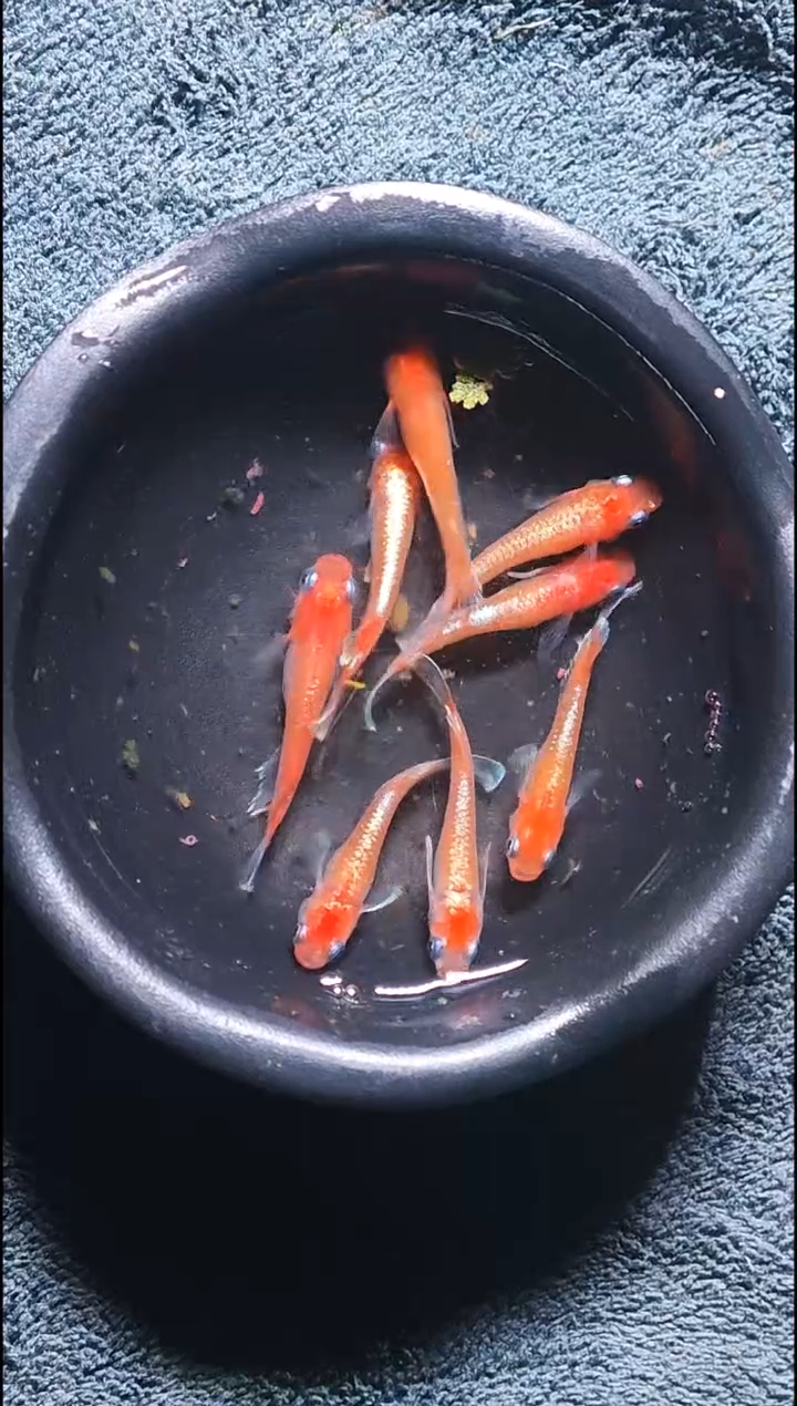 青鳉鱼观背青鳉26