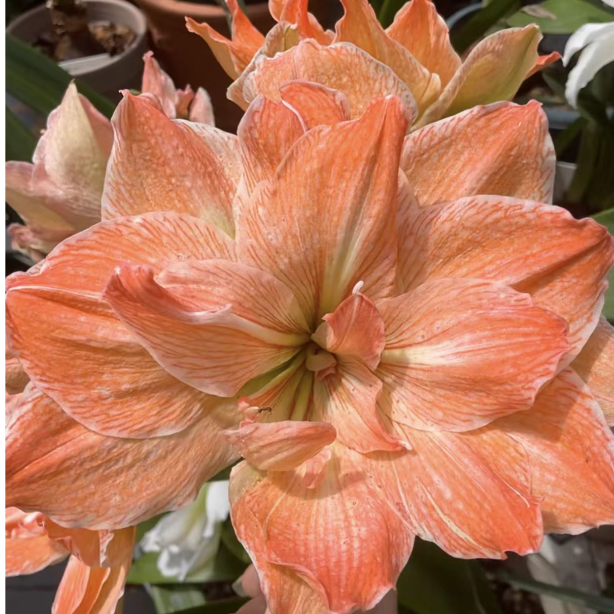 朱顶红荷兰朱【异域妮芙】绿叶裸根 剪叶发货