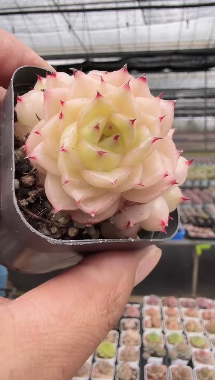 东云多肉园新款-43