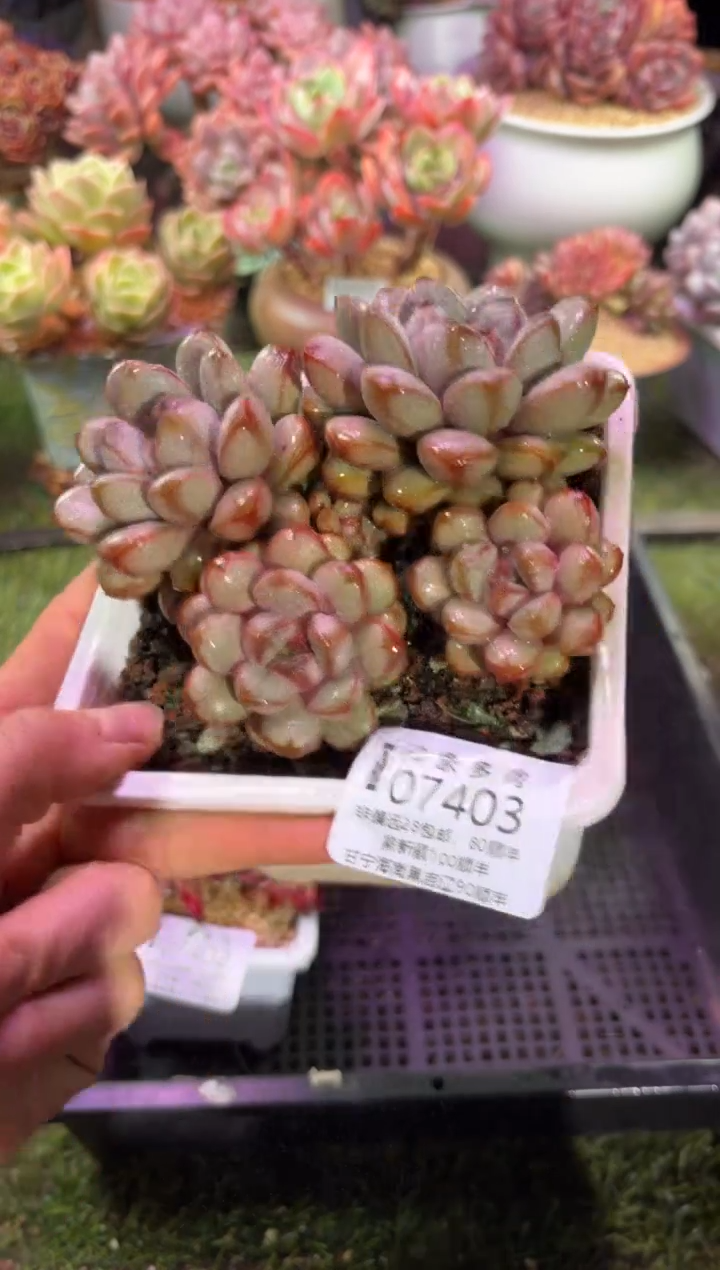 【闪购商品】07403