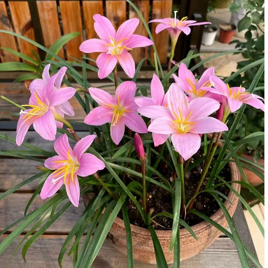 风雨兰多年生耐寒耐热花卉阳台盆栽庭院别墅花园花境植物