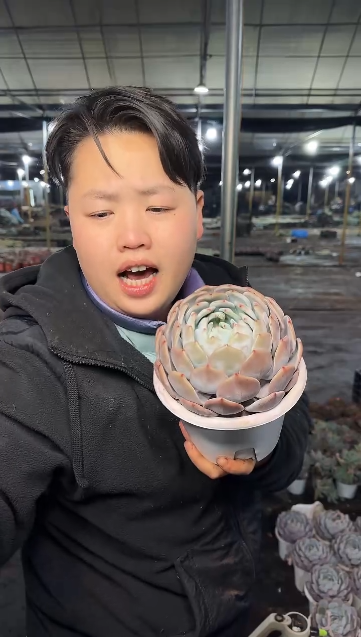 包子梦露叶展13CM 4.99