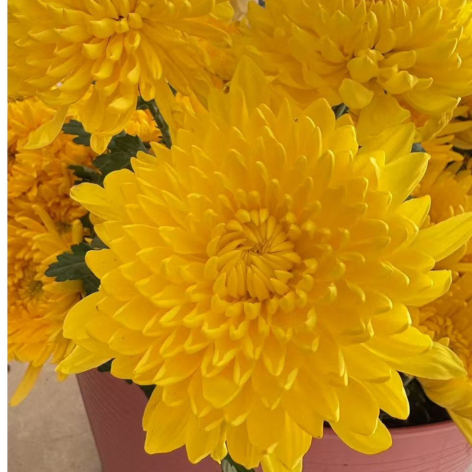 现摘优质黄白菊花鲜花基地直发量大批发鲜切花