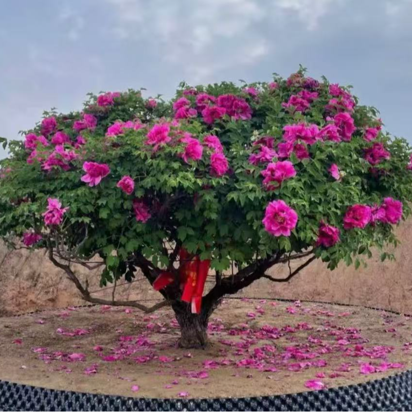 111甘肃紫斑牡丹盆栽地栽 耐寒耐热