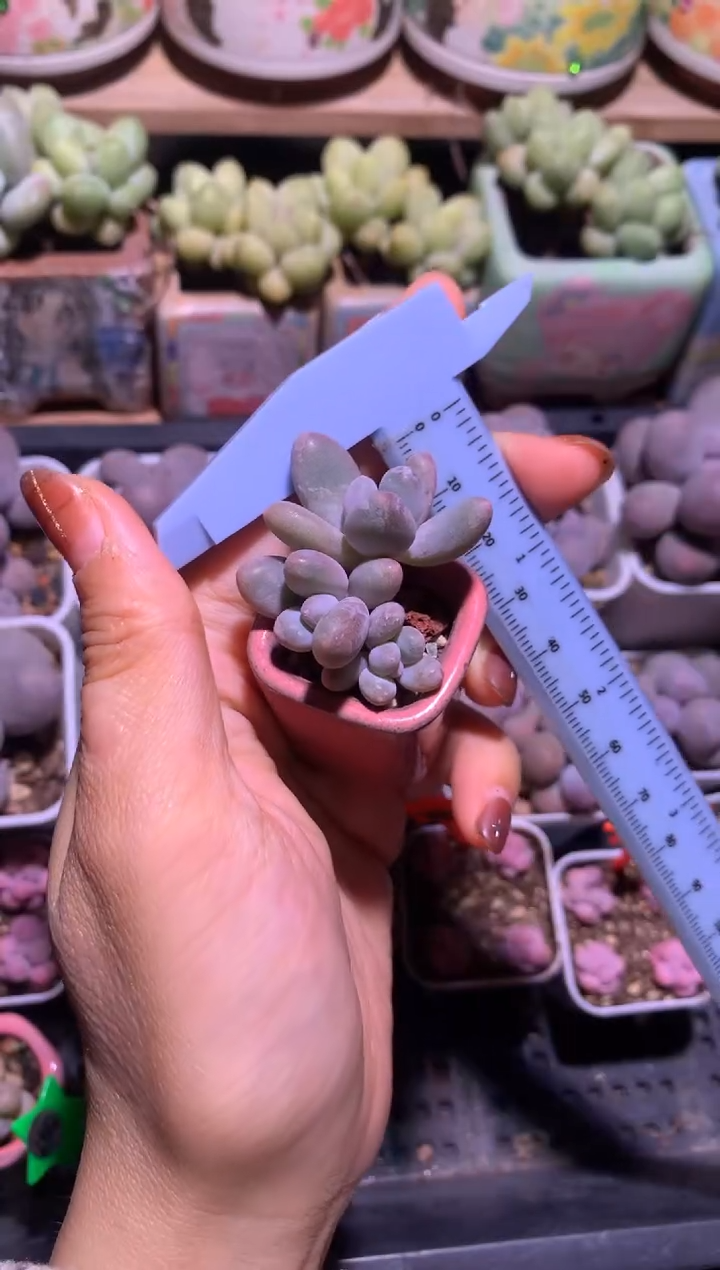 三头彩虹，满28包邮，不满发一个叶片到付