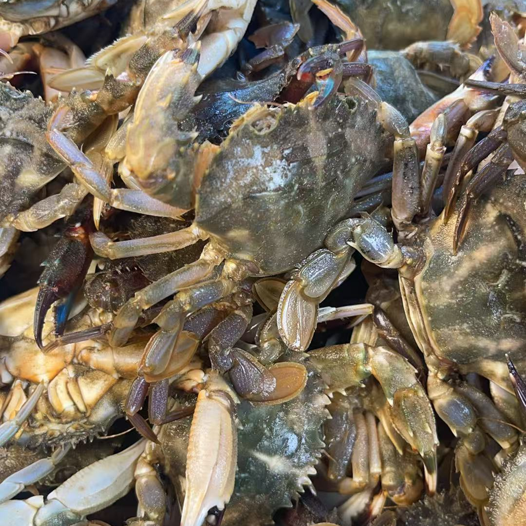 渤海湾花盖蟹中号【保鲜不保活】1