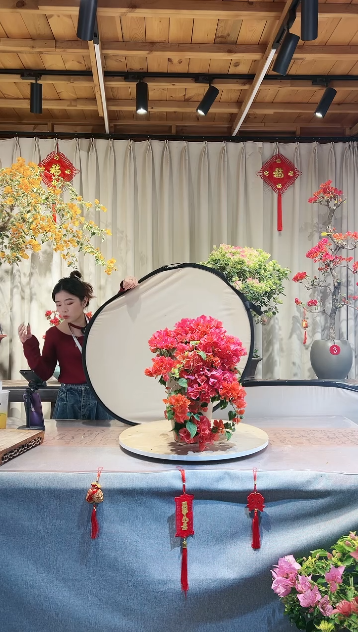 【闪购商品】盆景月光橙