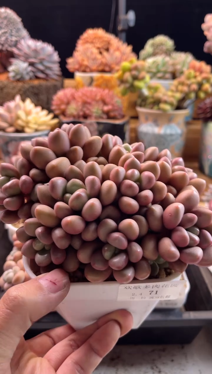 【闪购商品】2.4-71先锋派