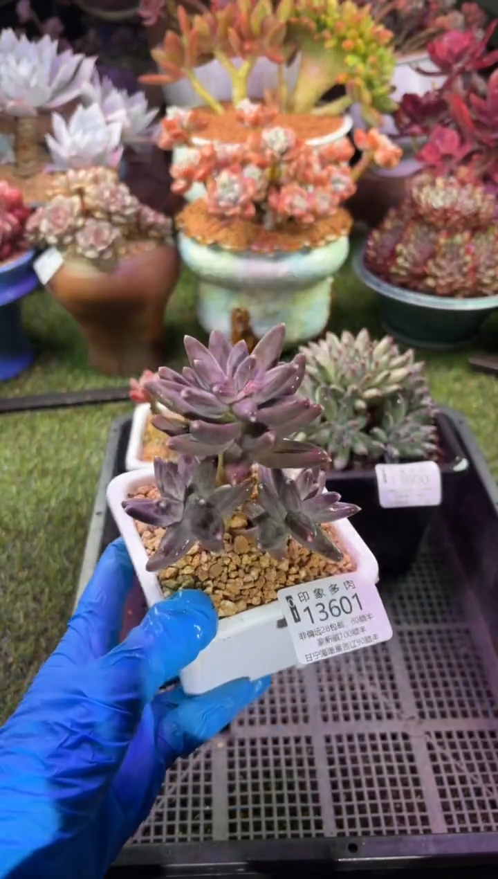 【闪购商品】13601