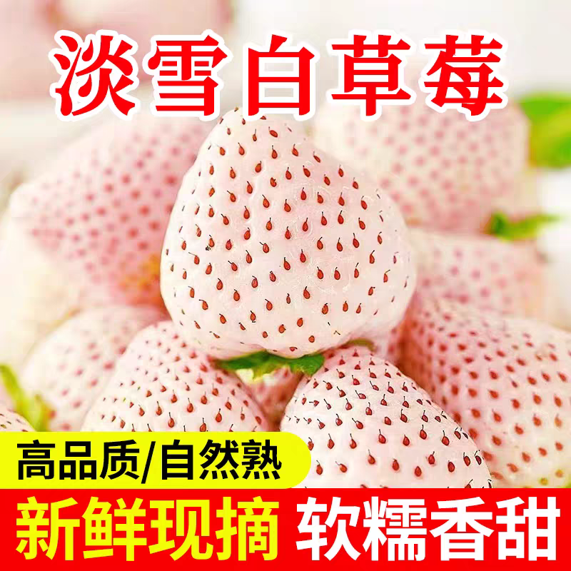 淡雪草莓 新鲜水果山东省