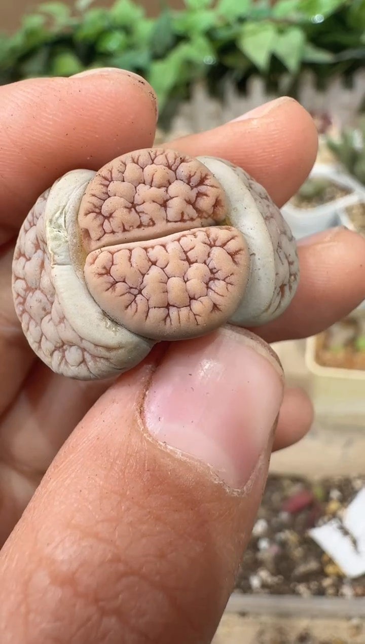 28-111多肉植物肉锥189