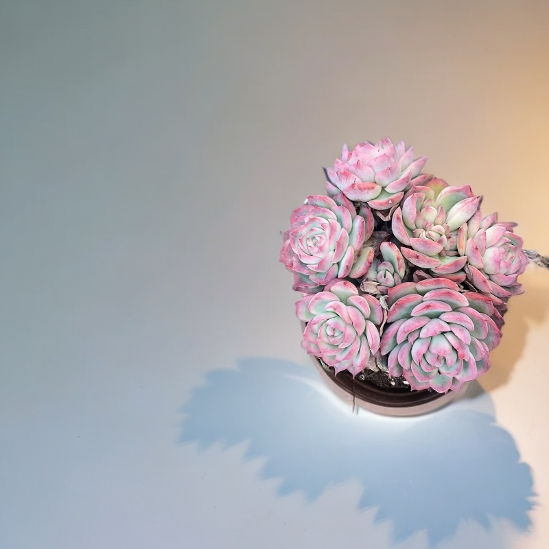 喜阳耐旱的法兰西玫瑰侧影多肉室内外养易养活