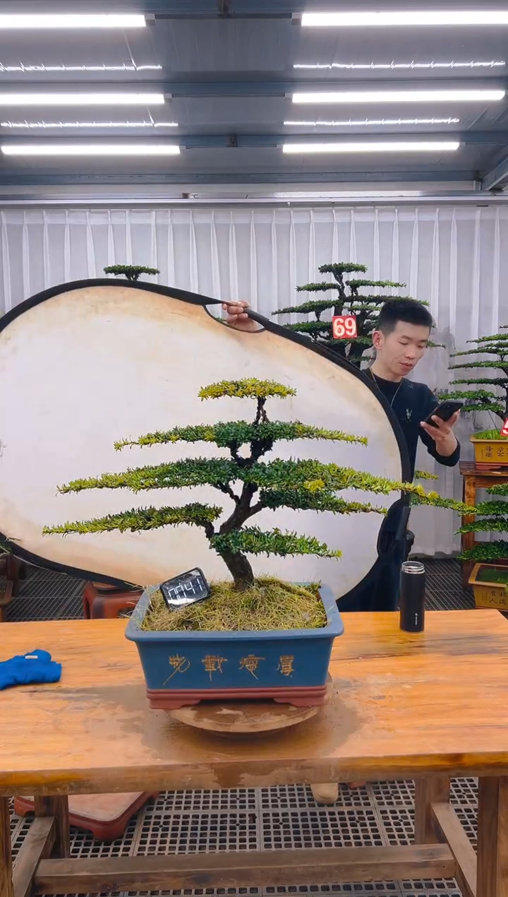 【闪购商品】紫砂精品盆景直播间一物一拍