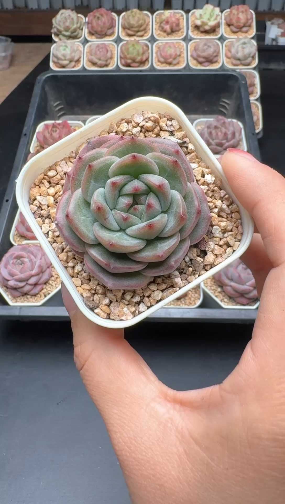 【闪购商品】487A号一物一拍多肉花卉植物拍3颗起发