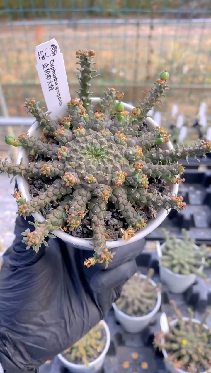 【闪购商品】金轮祭FA-6698