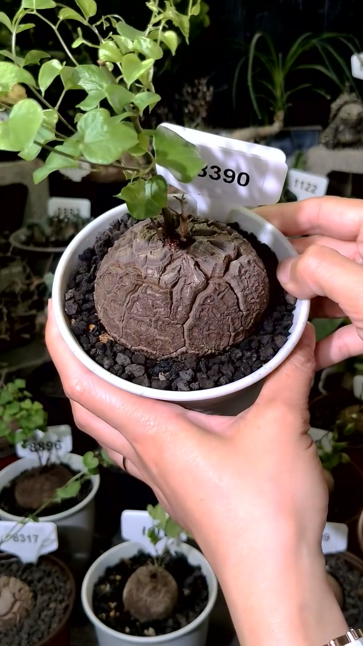 8390号1112甄选单颗南非龟甲龙