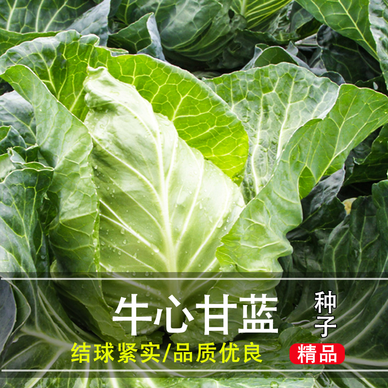 【全店满5包包邮】牛心甘蓝种子 四季阳台庭院播种种植花盆栽小