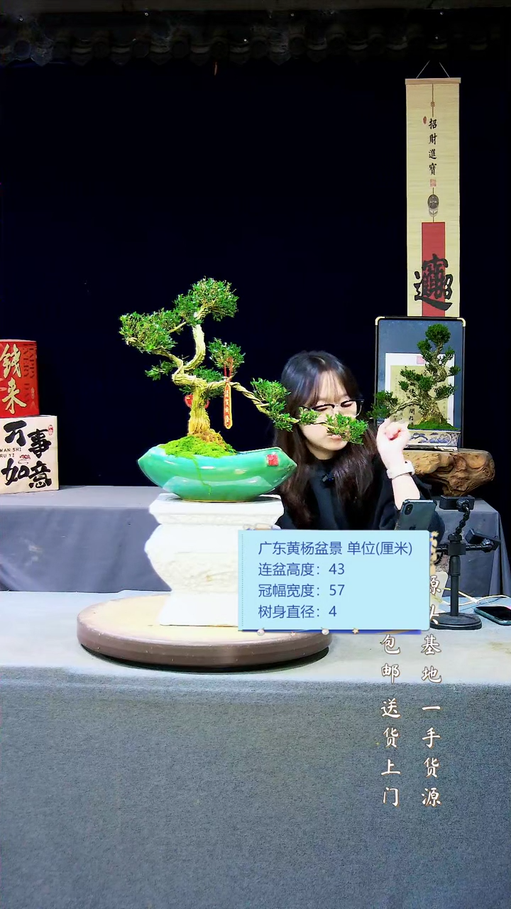 【闪购商品】雀舌黄杨盆景雀舌黄杨盆景