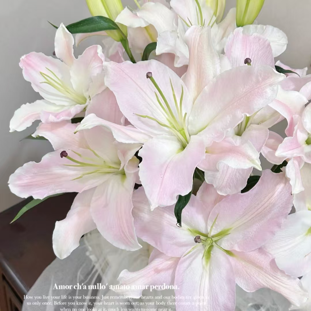 【分天使】百合水养鲜花清新芳香适合家用插花东北基地包邮