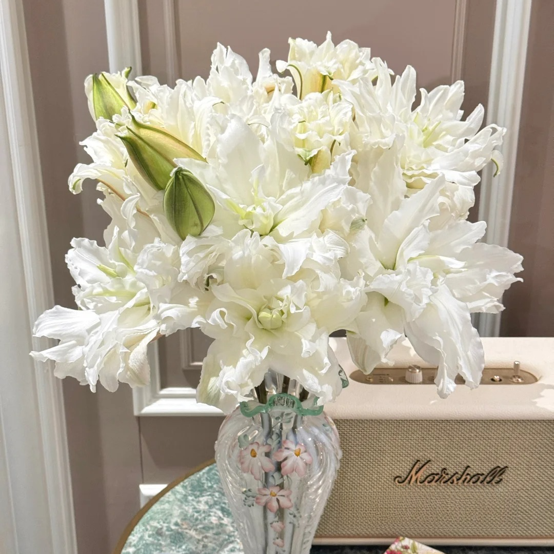 【今喜花舍】（重瓣百合）Nadia 纳迪亚 一单顺丰冷链包邮