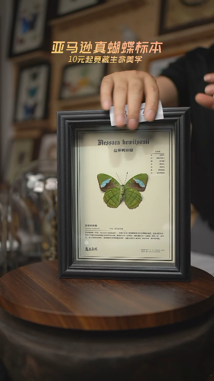 有机玻璃蝴蝶标本B197