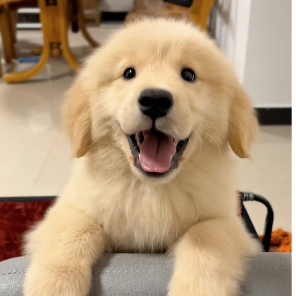 金毛幼犬小中大型犬狗