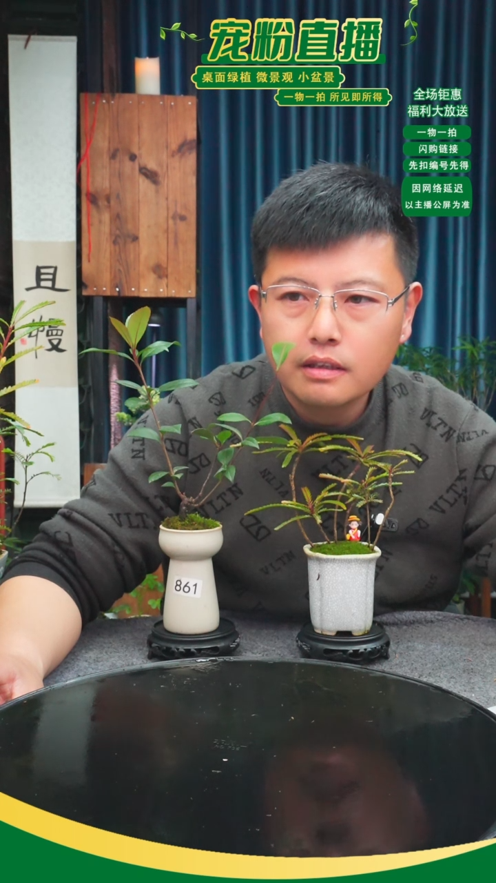 无花朵康*苔藓微景观861号