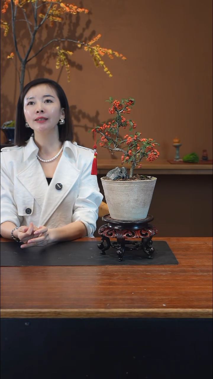 全部花朵火棘盆景盆景盆景