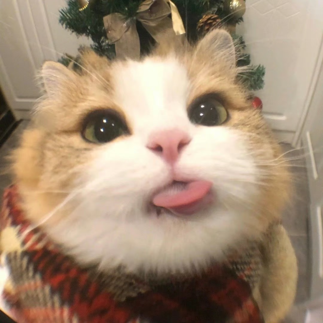 猫猫零食集合链接xxct