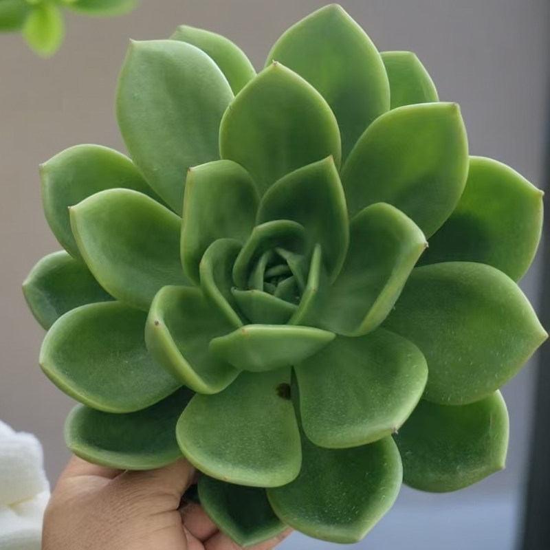 翠花/拍满9.99包邮/以直播为准/吹吹多肉