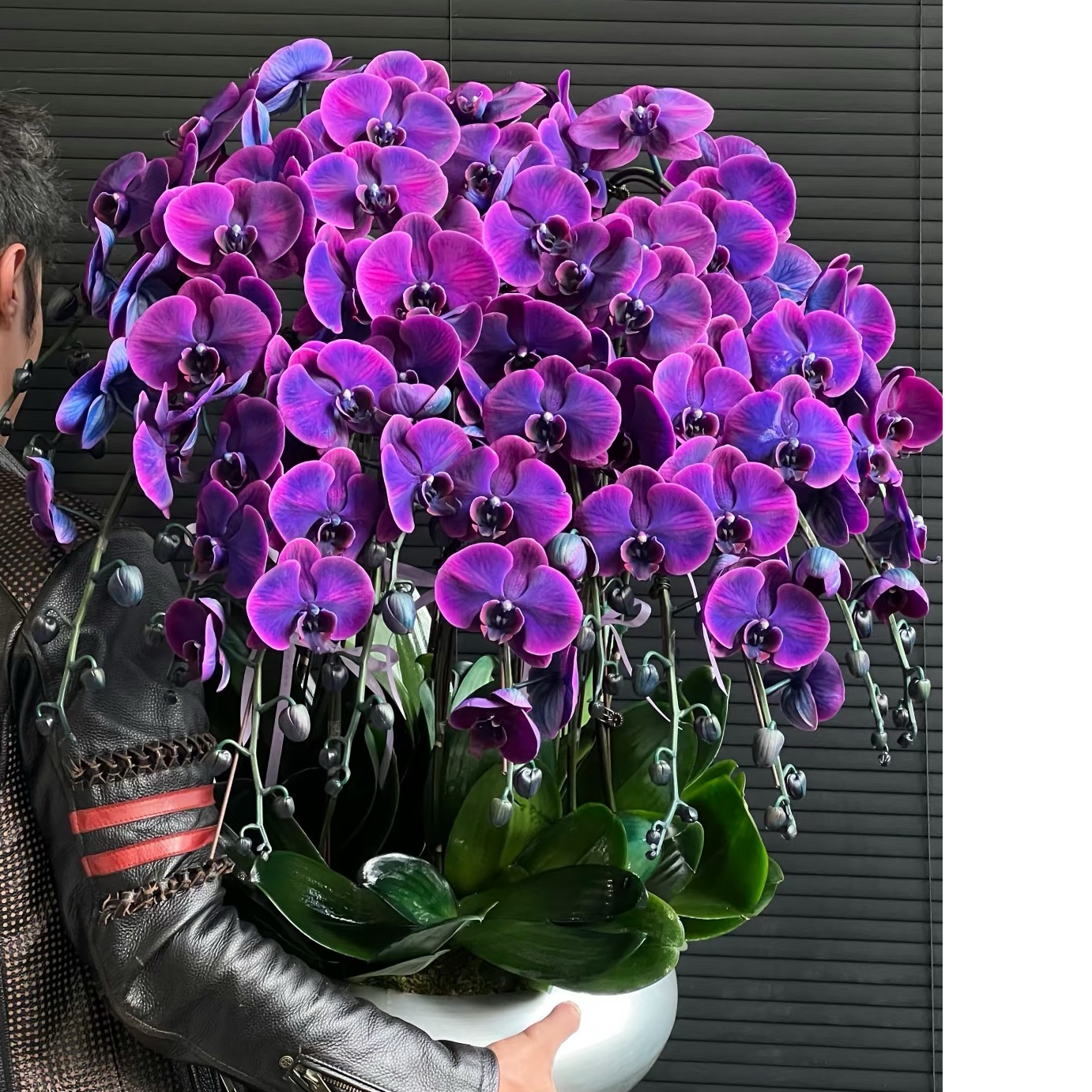 黑珍珠蝴蝶兰3.5寸小龙兰好养花期长吸色