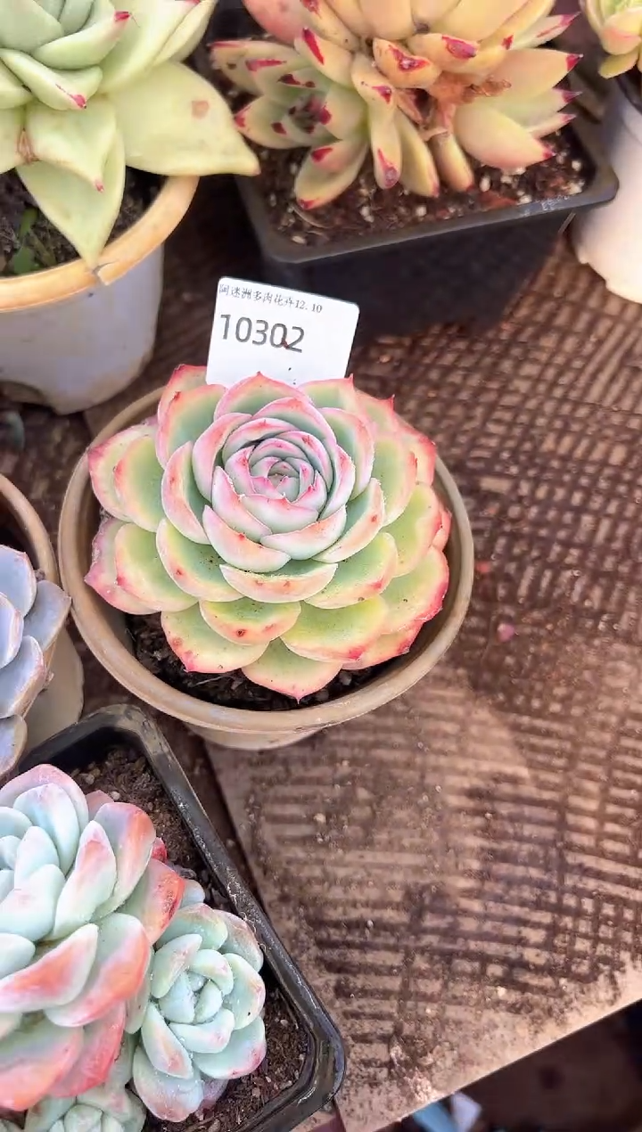 叶***?多肉植物一物一拍10302