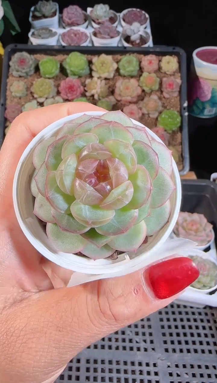 1109-198甘棠麦秆群不包整