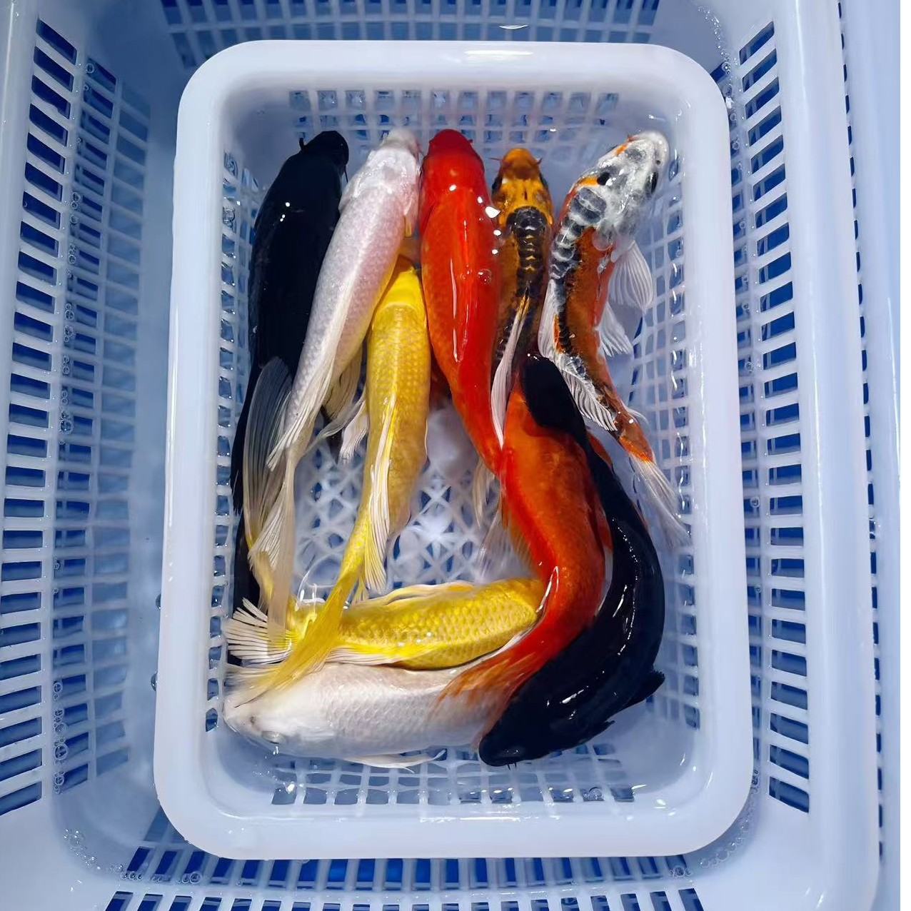 【中型颜色搭配】10-12公分冷水观赏鱼 皮实好养