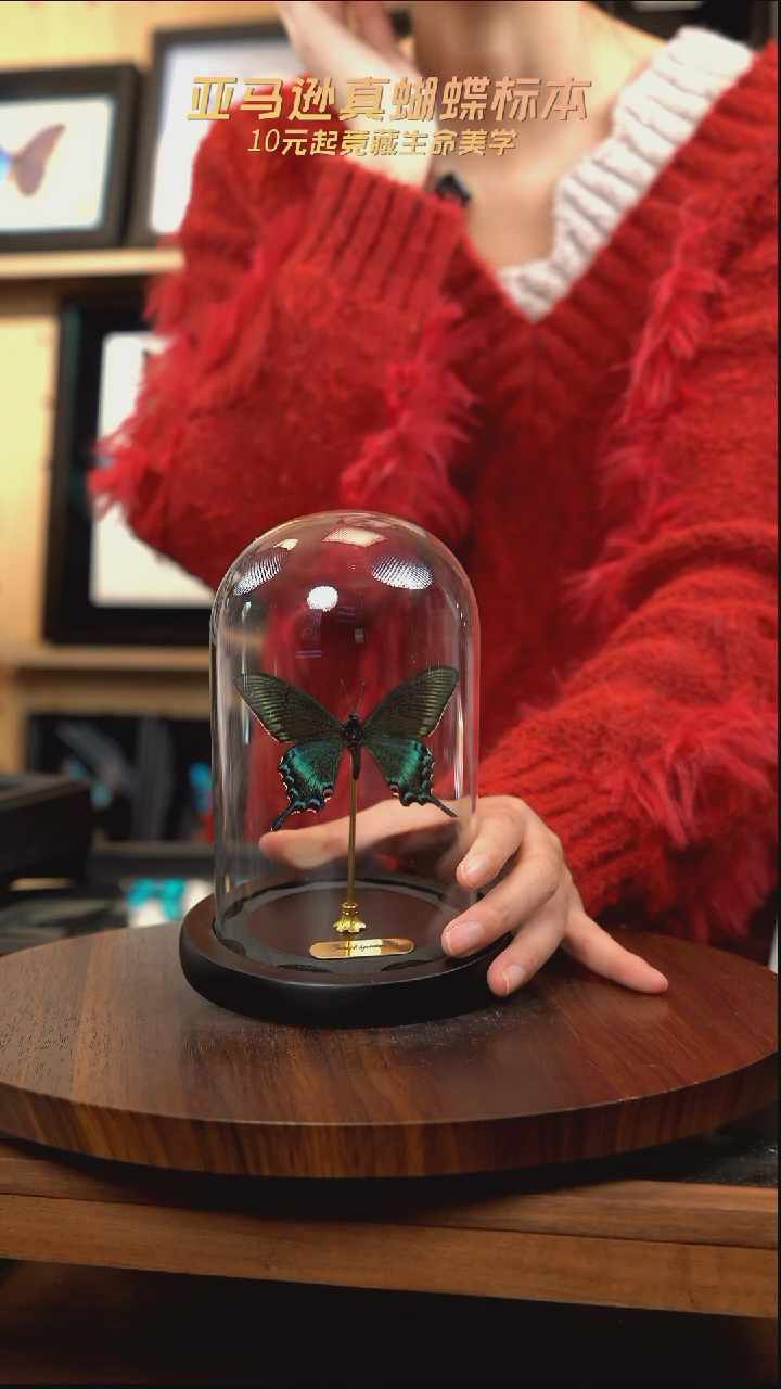 绿带翠凤蝶春型小号玻璃罩