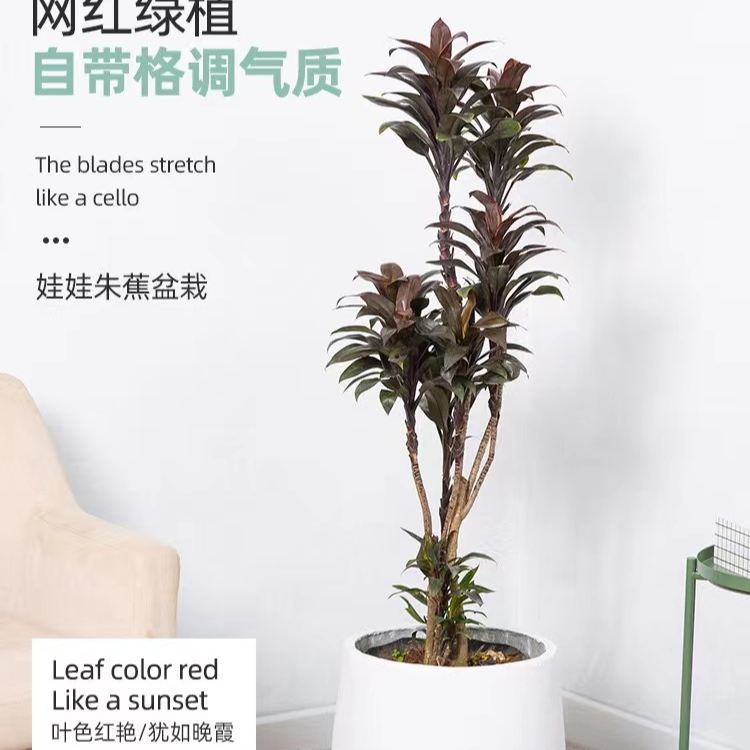 娃娃朱蕉密叶红叶  植物室内客厅大型盆栽美观仅供直播间一物一拍