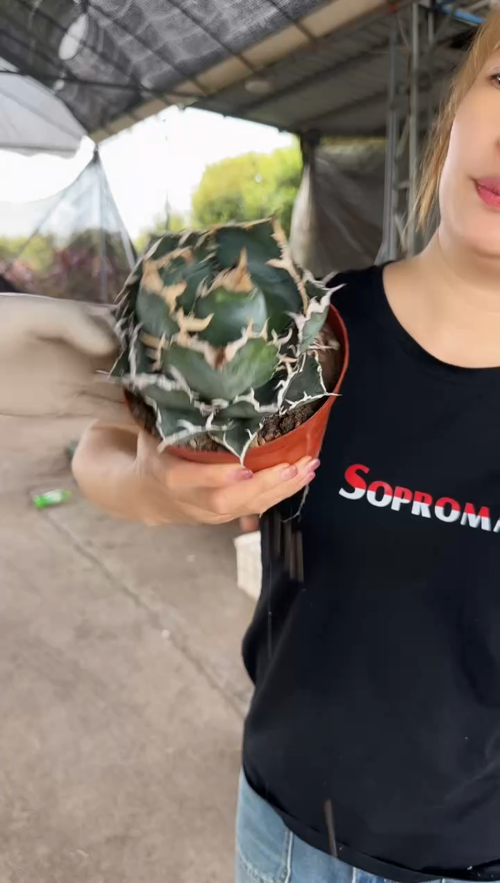 【闪购商品】正版白鲸