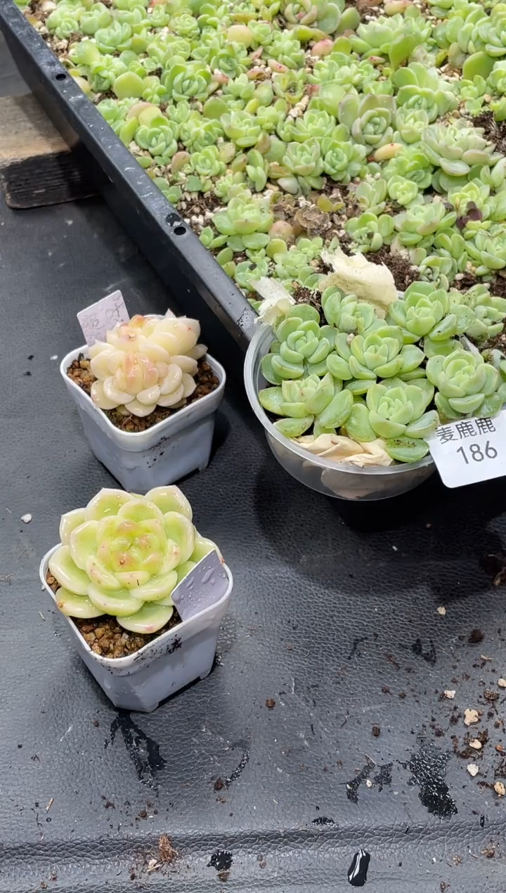 186白板财富     量拍