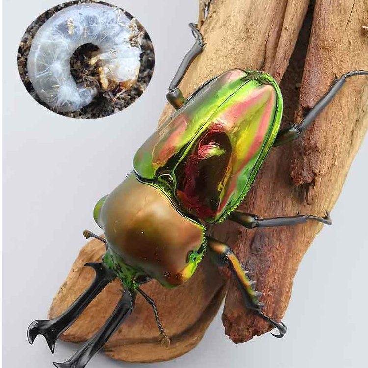 彩虹锹甲1-2龄幼虫690ml无忧罐含木屑（含彩虹幼虫1只性别随机）