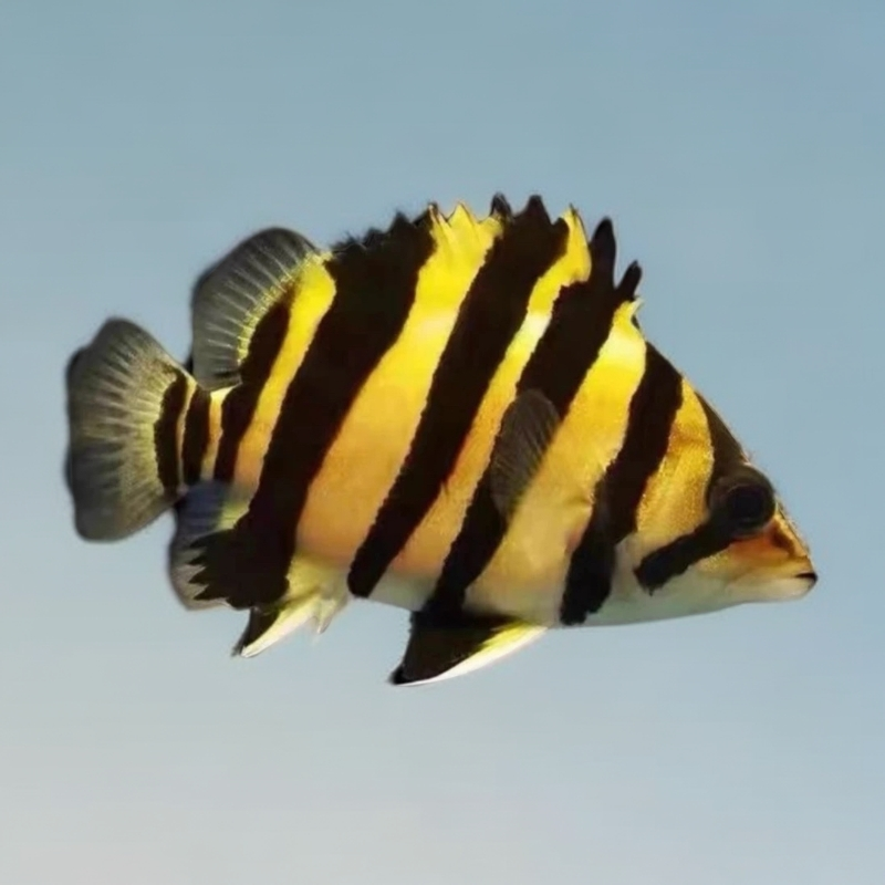 四纹包肚围脖活体观赏鱼苏门答腊虎龙鱼配鱼尺寸品质以直播间为准