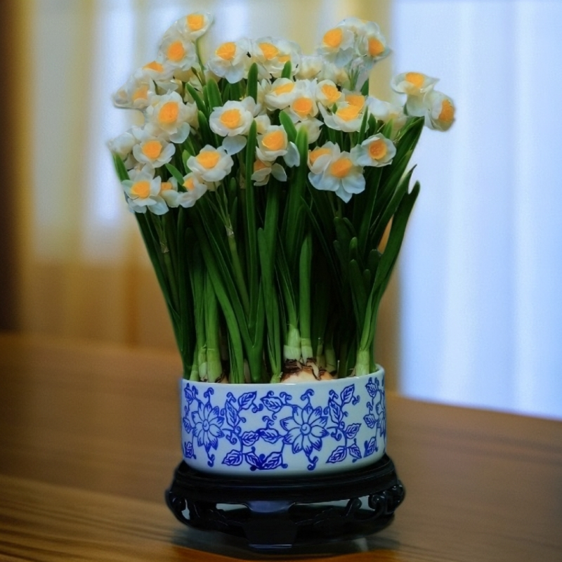 水仙花 正宗漳州水仙  带青花瓷陶瓷盆带底座
